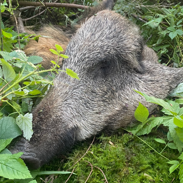 Afrikanische Schweinepest