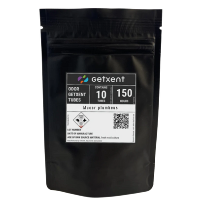 Mucor plumbeus | Köpfchenschimmel