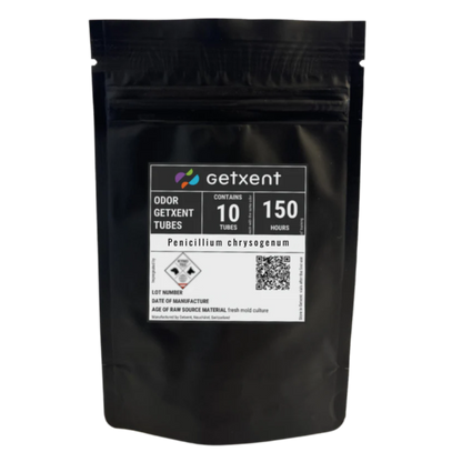 Penicillium chrysogenum | Pinselschimmel